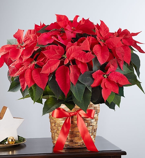 Poinsettia Plant 8inches