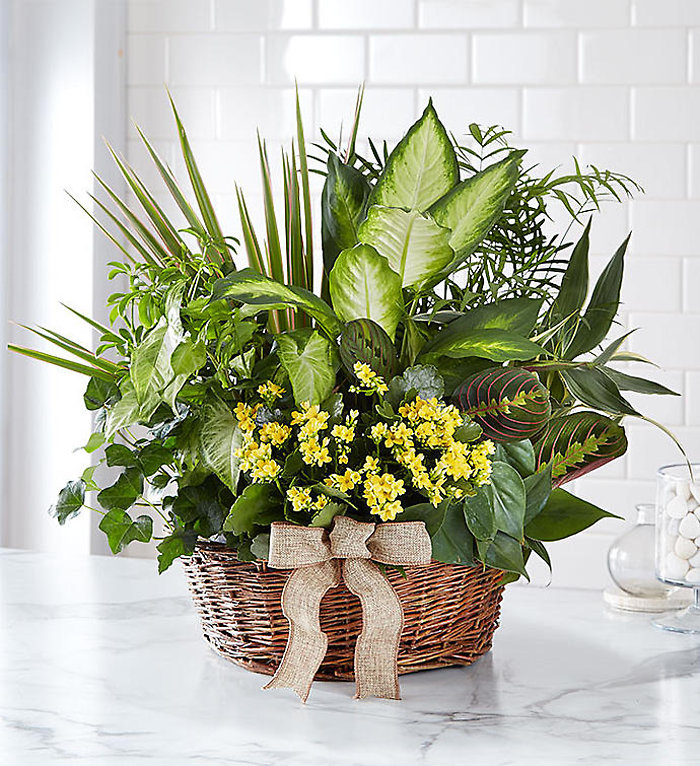 Garden Blooms For you