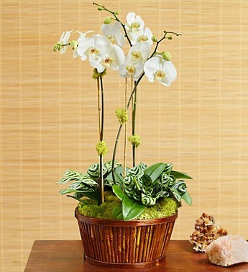 Orchid Garden