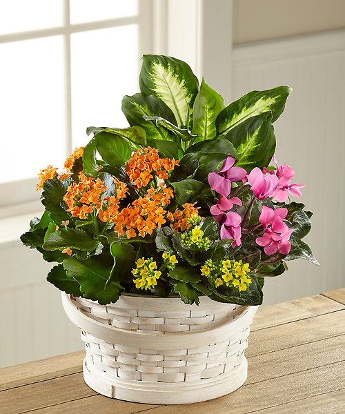Charles River Planter Bliss