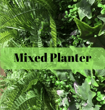 Florist Choice Dishgarden