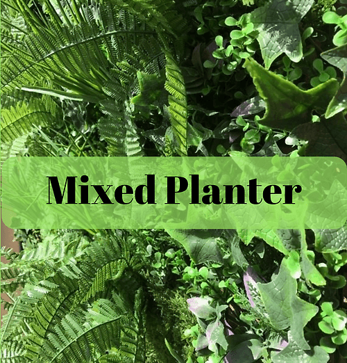 Florist Choice Dishgarden