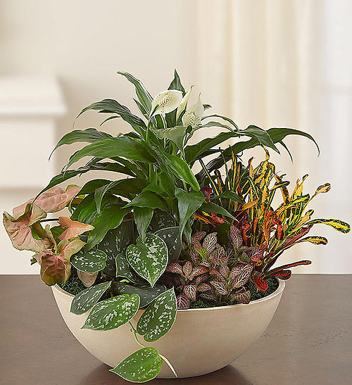 Dishgarden in Florist Choice Pot