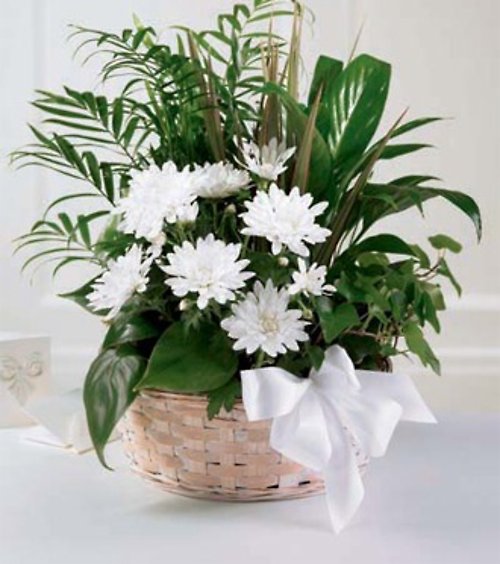 Pure Love Dish Garden Planter