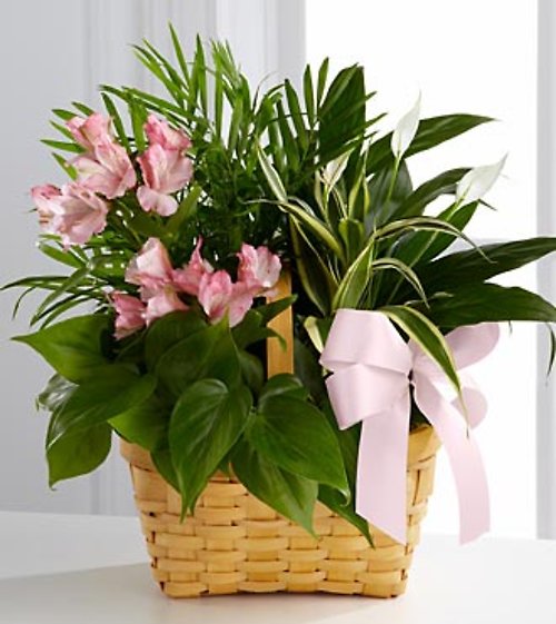 Living Spirit Dishgarden (similar plants and basket may be used)